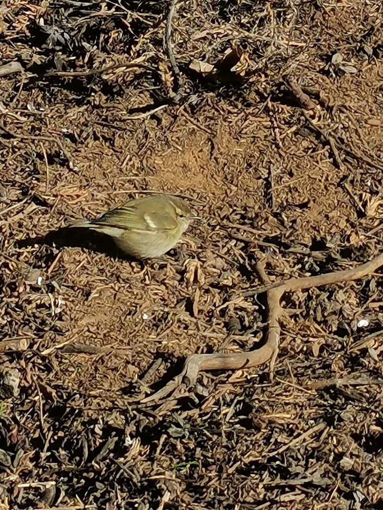 淡眉柳莺(Phylloscopus humei)
