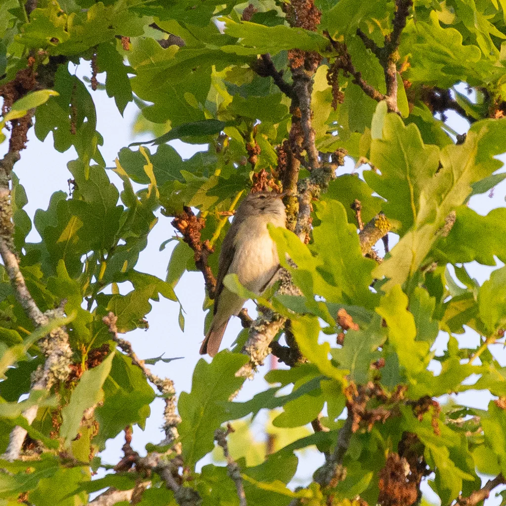 伊比利亚柳莺（Phylloscopus ibericus）