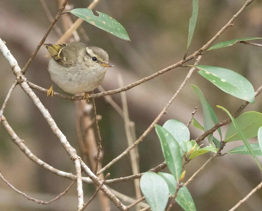 黄眉柳莺(Phylloscopus inornatus)