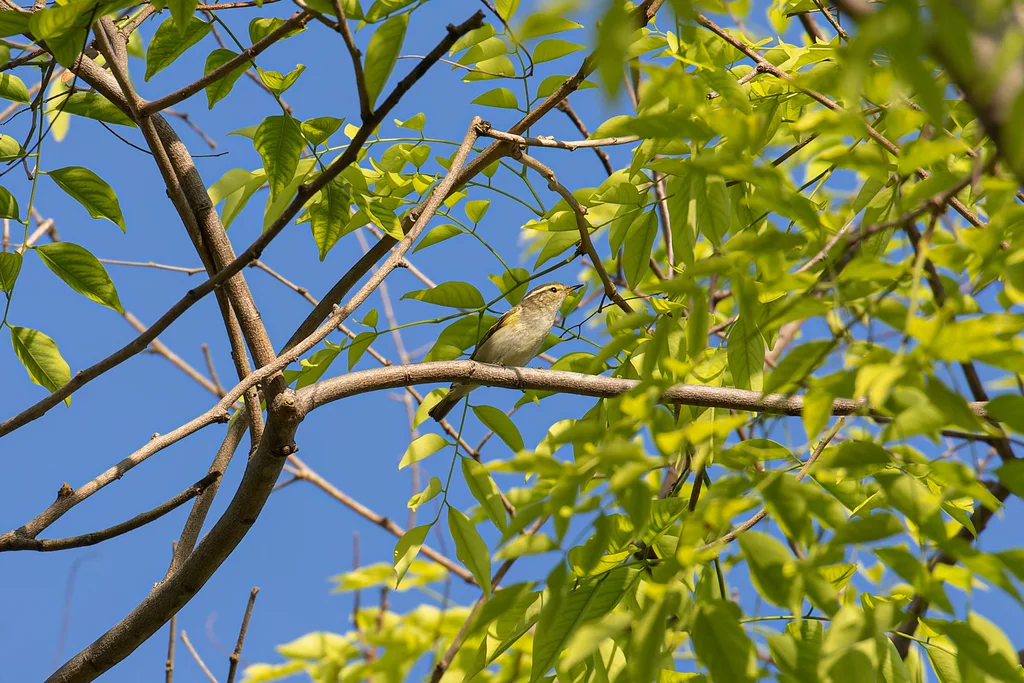 黄眉柳莺(Phylloscopus inornatus)