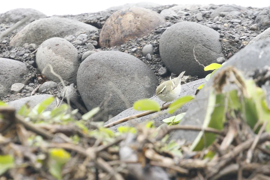黄眉柳莺(Phylloscopus inornatus)