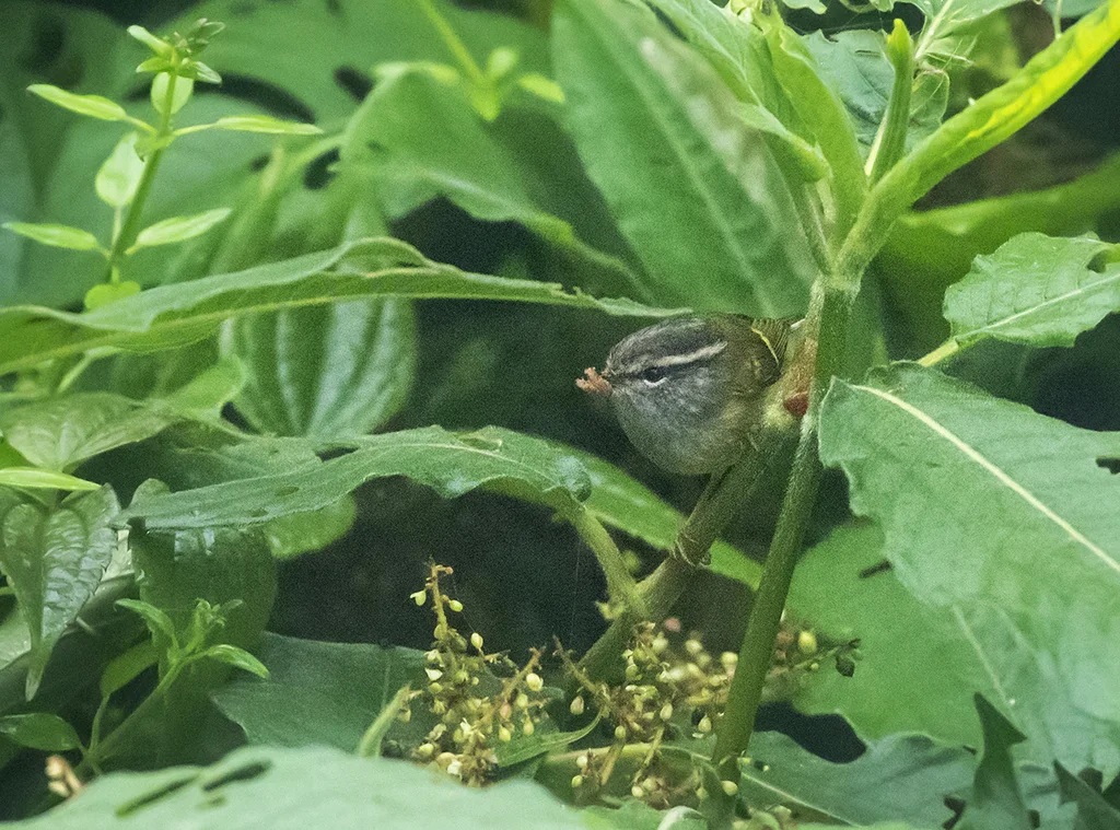 灰喉柳莺(Phylloscopus maculipennis)