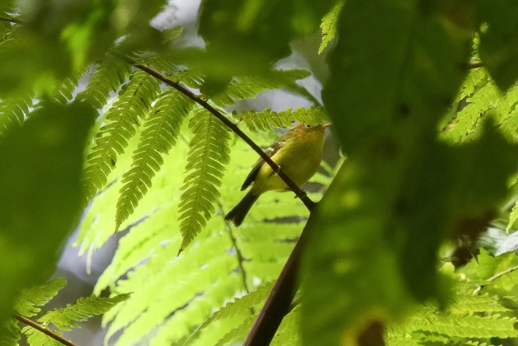 黄胸鹟莺(Phylloscopus montis)
