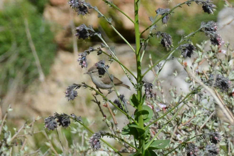纯色柳莺(Phylloscopus neglectus)