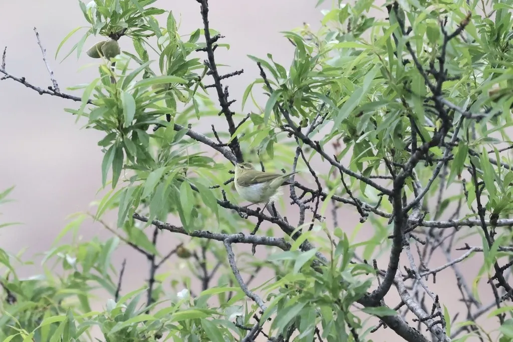 绿柳莺(Phylloscopus nitidus)