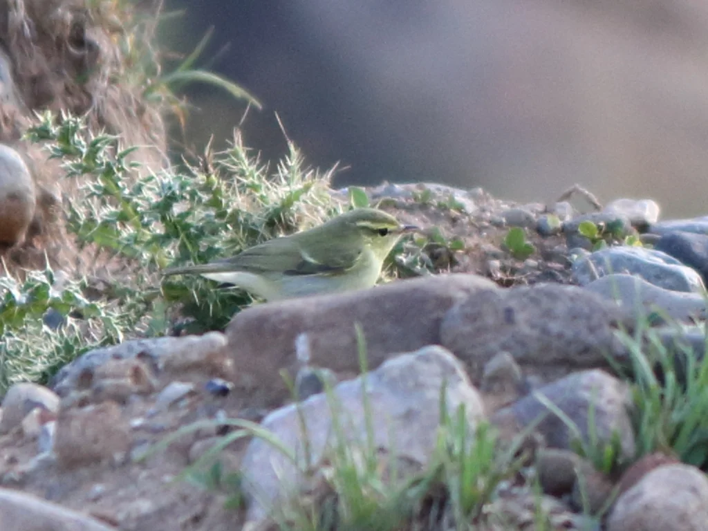 绿柳莺(Phylloscopus nitidus)