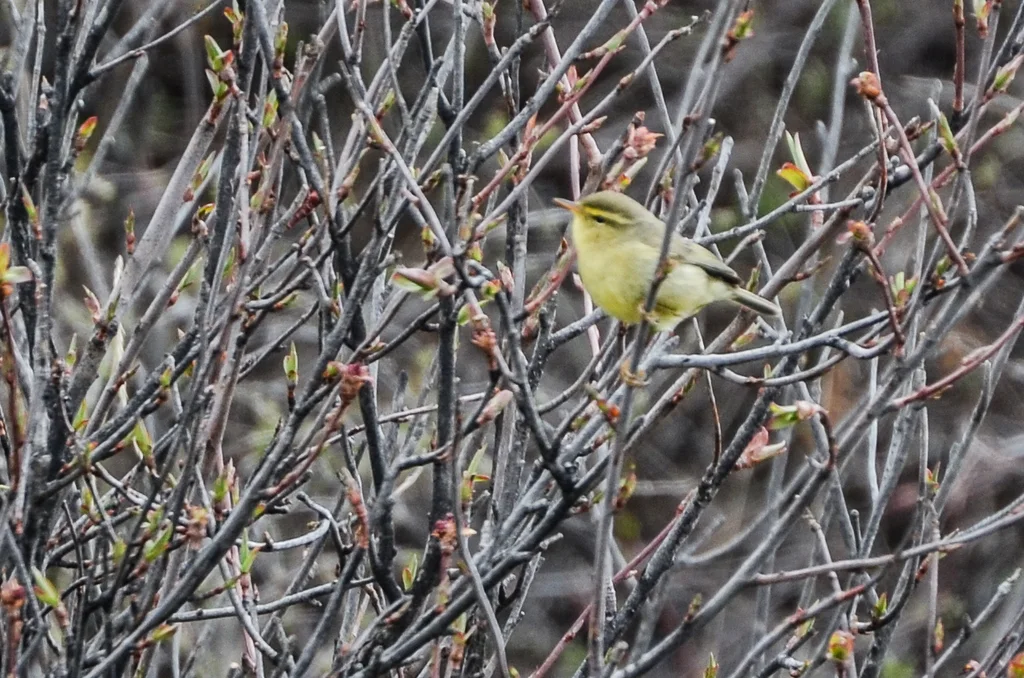 华西柳莺(Phylloscopus occisinensis)