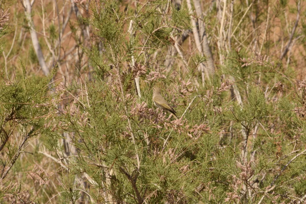 东博氏柳莺(Phylloscopus orientalis)
