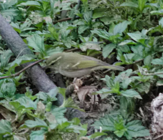 双斑绿柳莺(Phylloscopus plumbeitarsus)