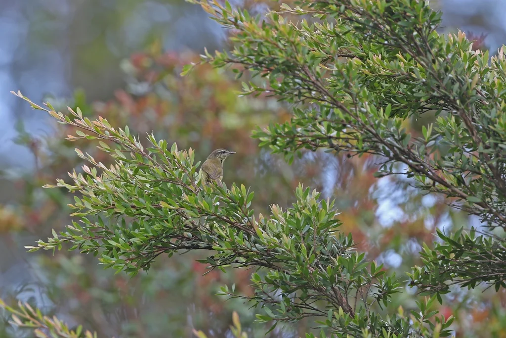 海岛柳莺(Phylloscopus poliocephalus)