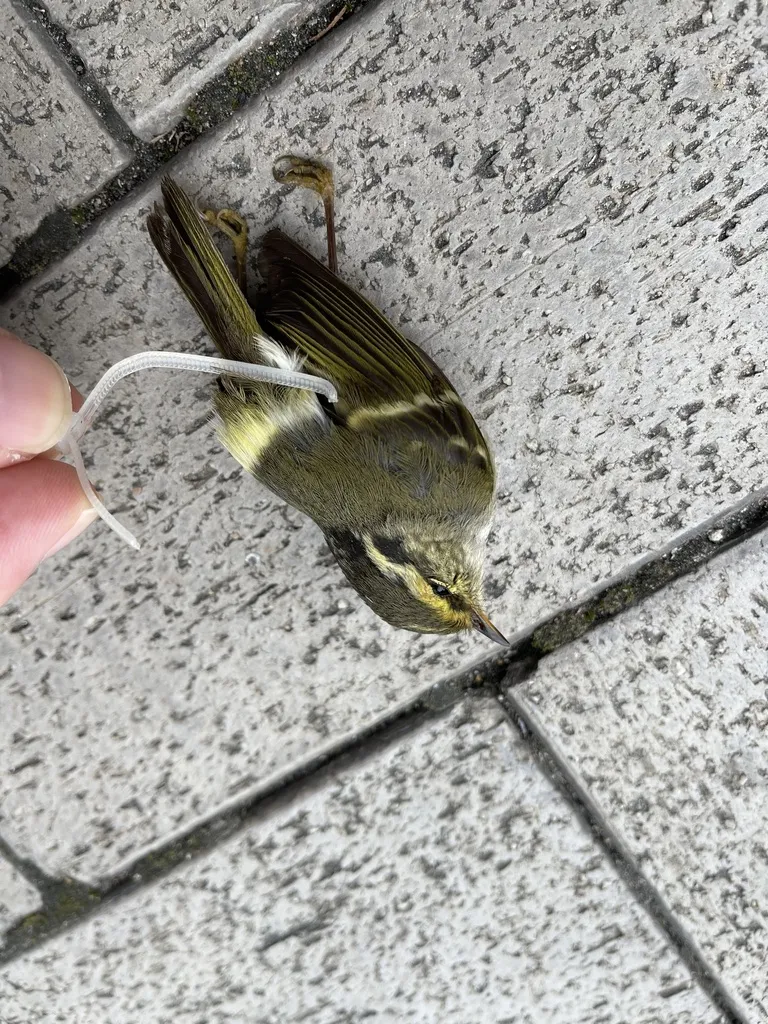 黄腰柳莺(Phylloscopus proregulus)