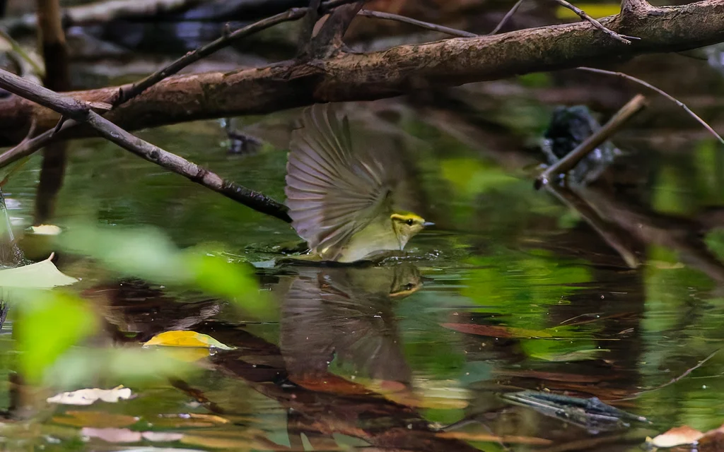 黄腰柳莺(Phylloscopus proregulus)