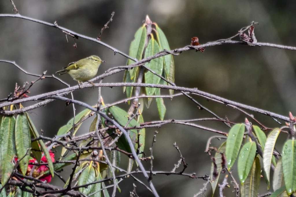 橙斑翅柳莺(Phylloscopus pulcher)