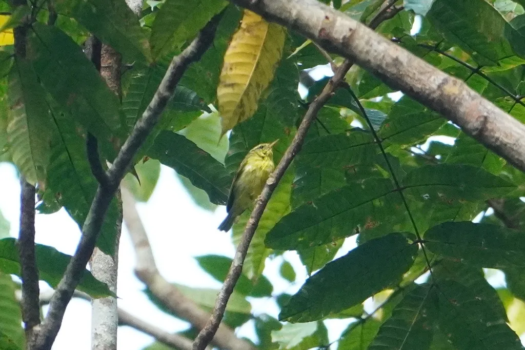 黑眉柳莺(Phylloscopus ricketti)