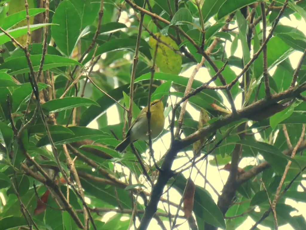 黄喉柳莺(Phylloscopus ruficapilla)