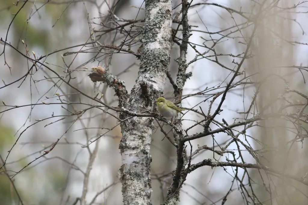 林柳莺（Phylloscopus sibilatrix）