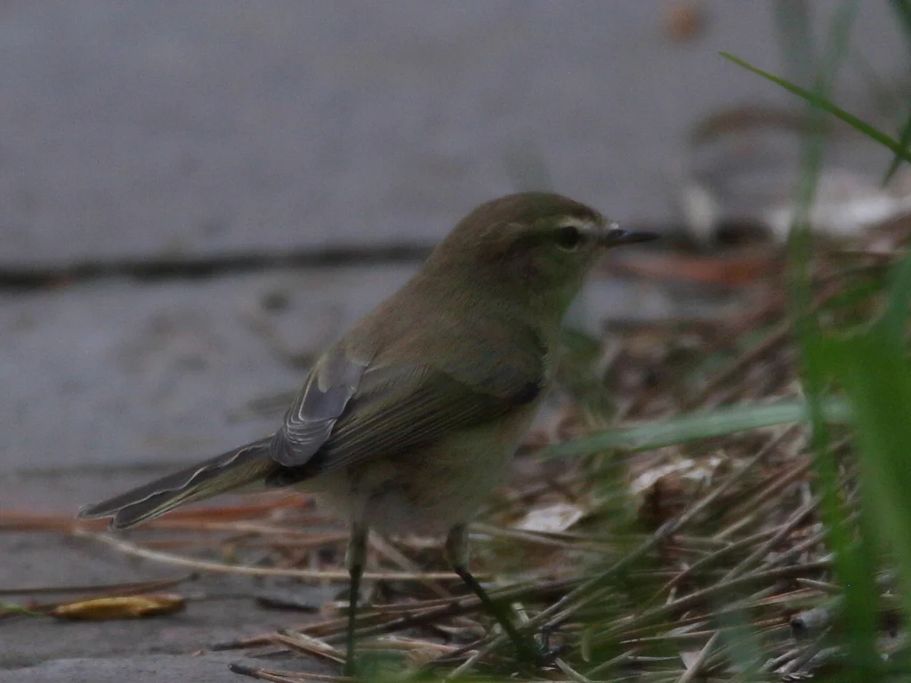 东方叽喳柳莺(Phylloscopus sindianus)