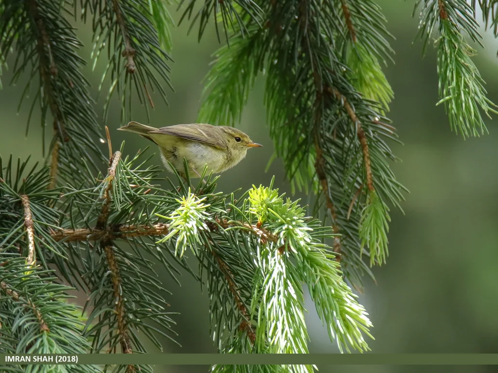 布氏柳莺(Phylloscopus subviridis)