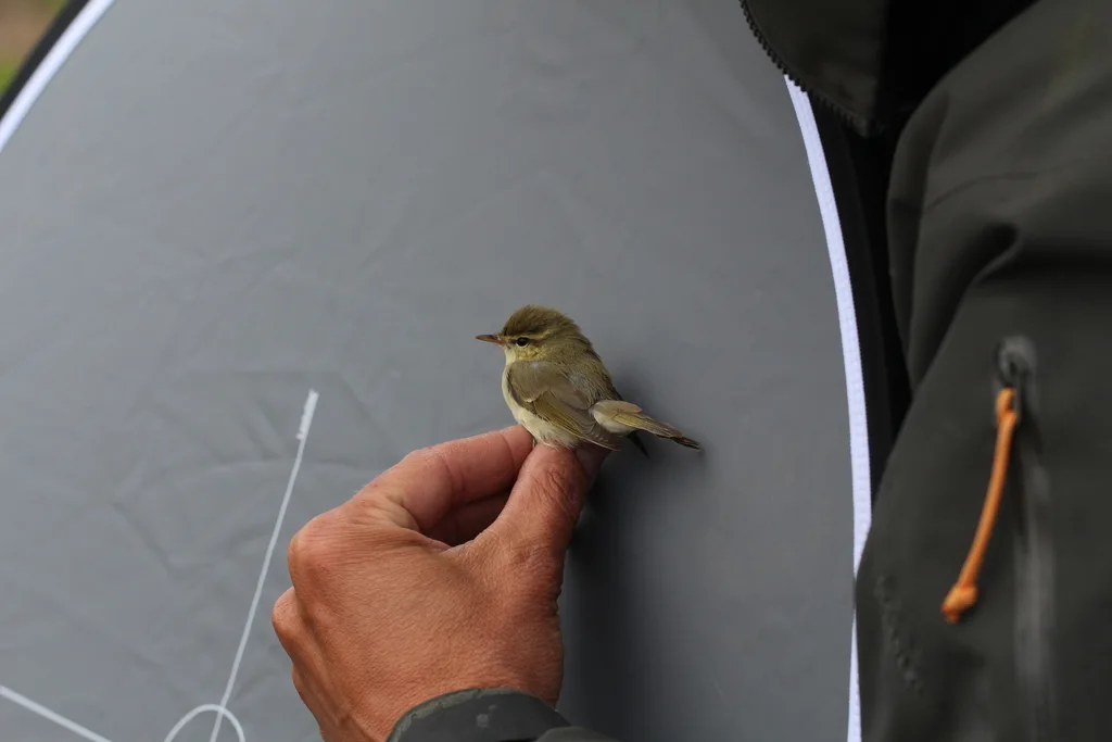 暗绿柳莺（Phylloscopus trochiloides）