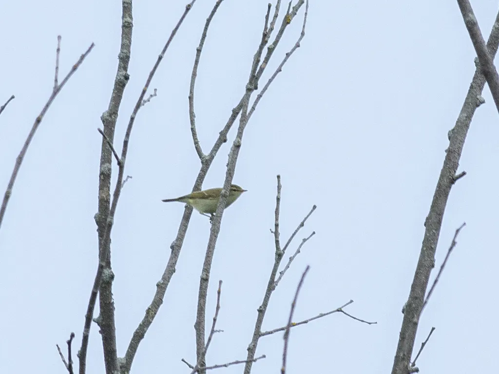 暗绿柳莺（Phylloscopus trochiloides）
