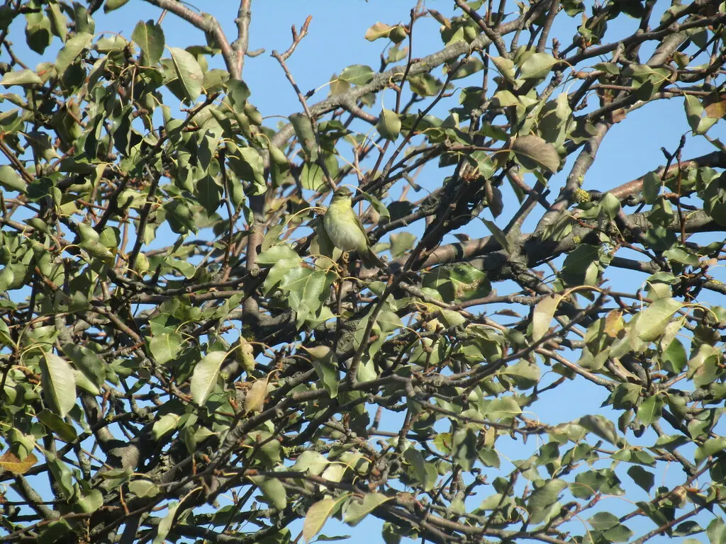 欧柳莺(Phylloscopus trochilus)