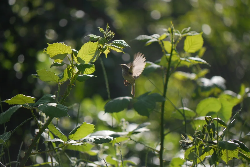 欧柳莺(Phylloscopus trochilus)