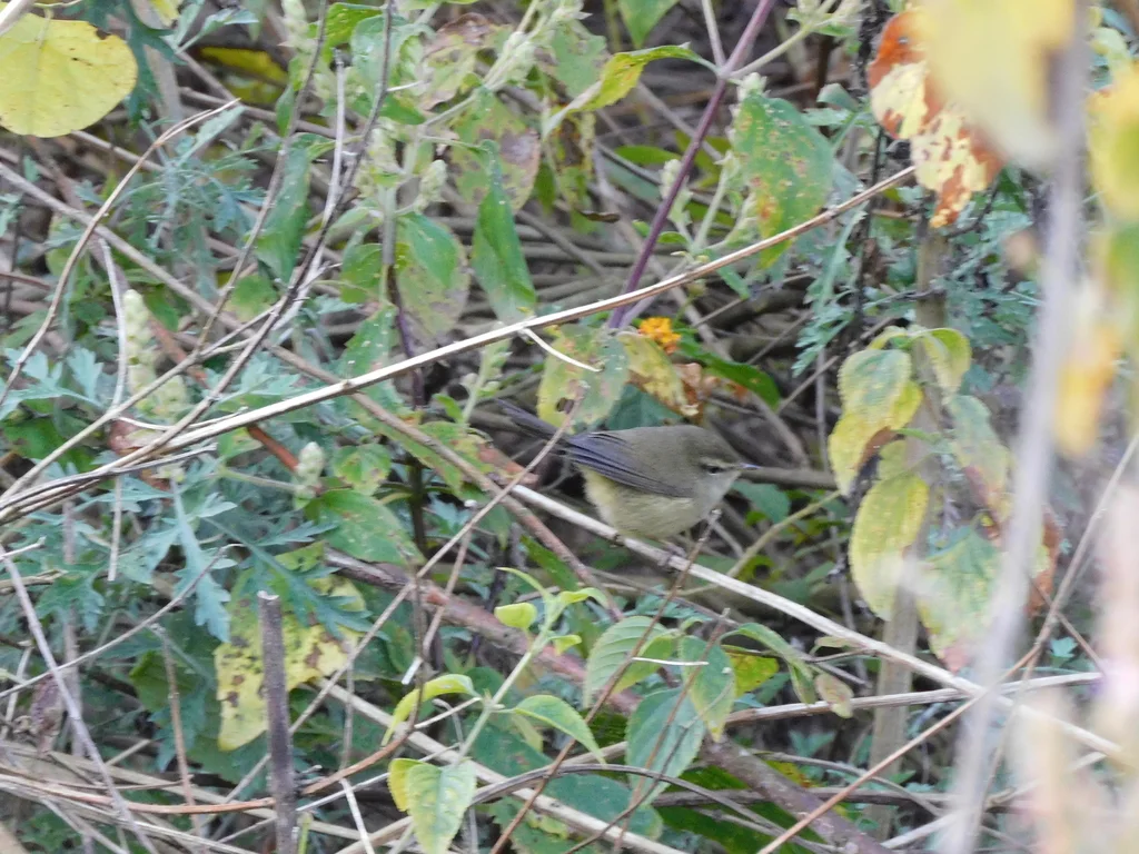 泰氏柳莺(Phylloscopus tytleri)
