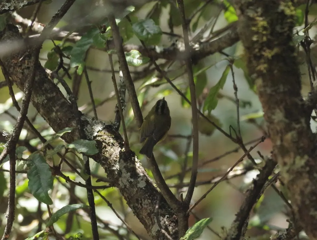 韦氏鹟莺(Phylloscopus whistleri)