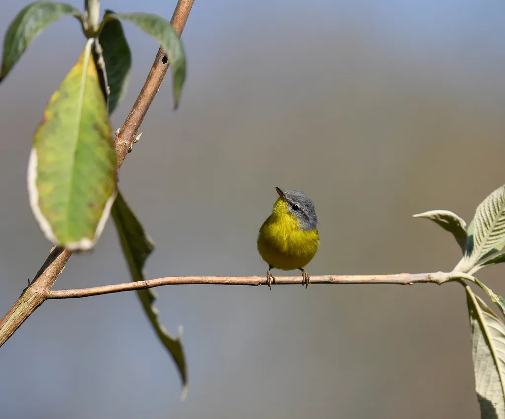 灰头柳莺(Phylloscopus xanthoschistos)