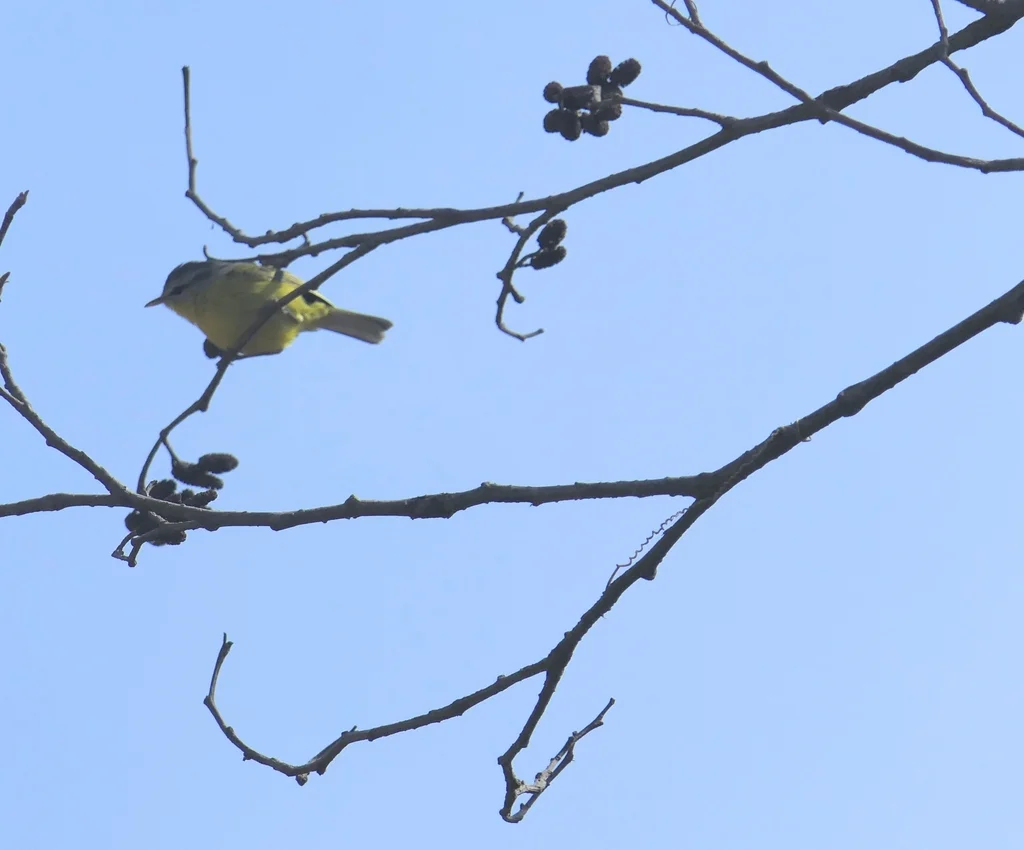 灰头柳莺(Phylloscopus xanthoschistos)