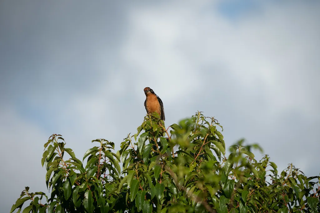 棕尾割草鸟(Phytotoma rara)