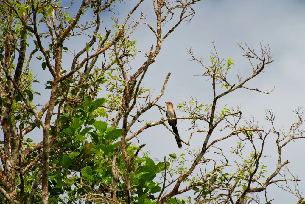 灰腹棕鹃(Piaya cayana)
