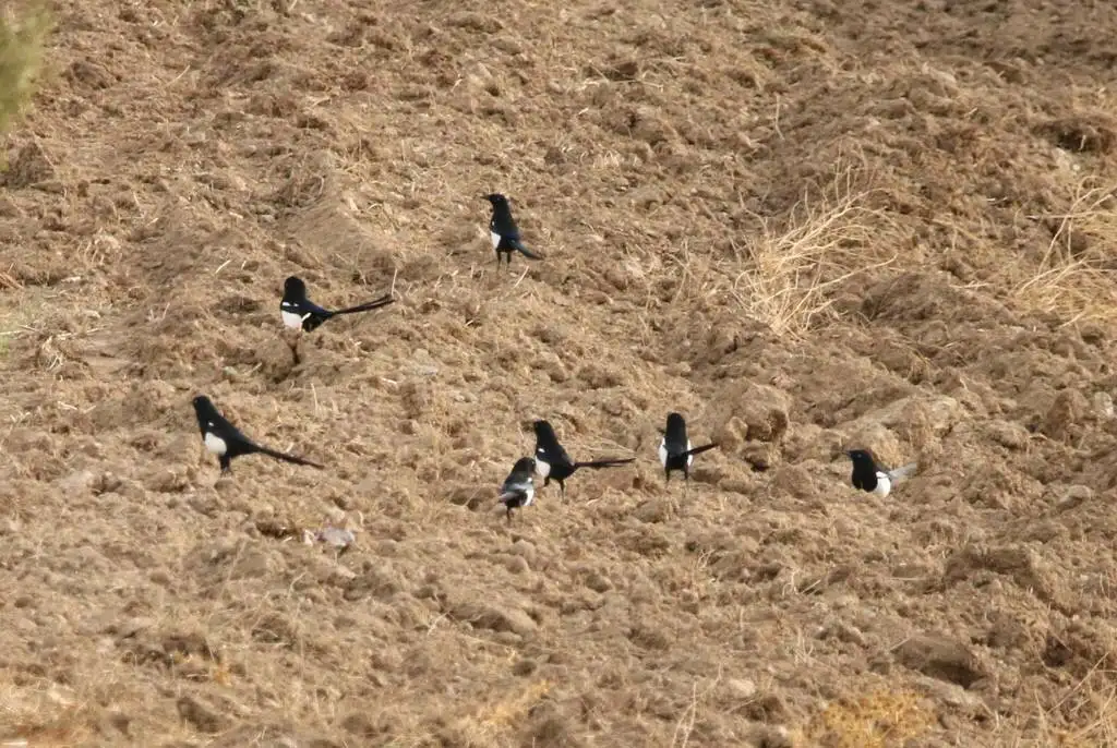 北非喜鹊（Pica mauritanica）