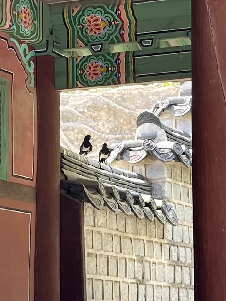 喜鹊(Pica serica)