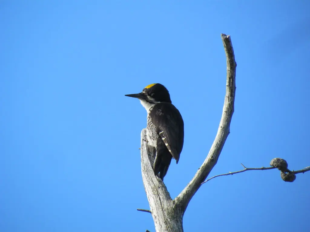 黑背三趾啄木鸟(Picoides arcticus)