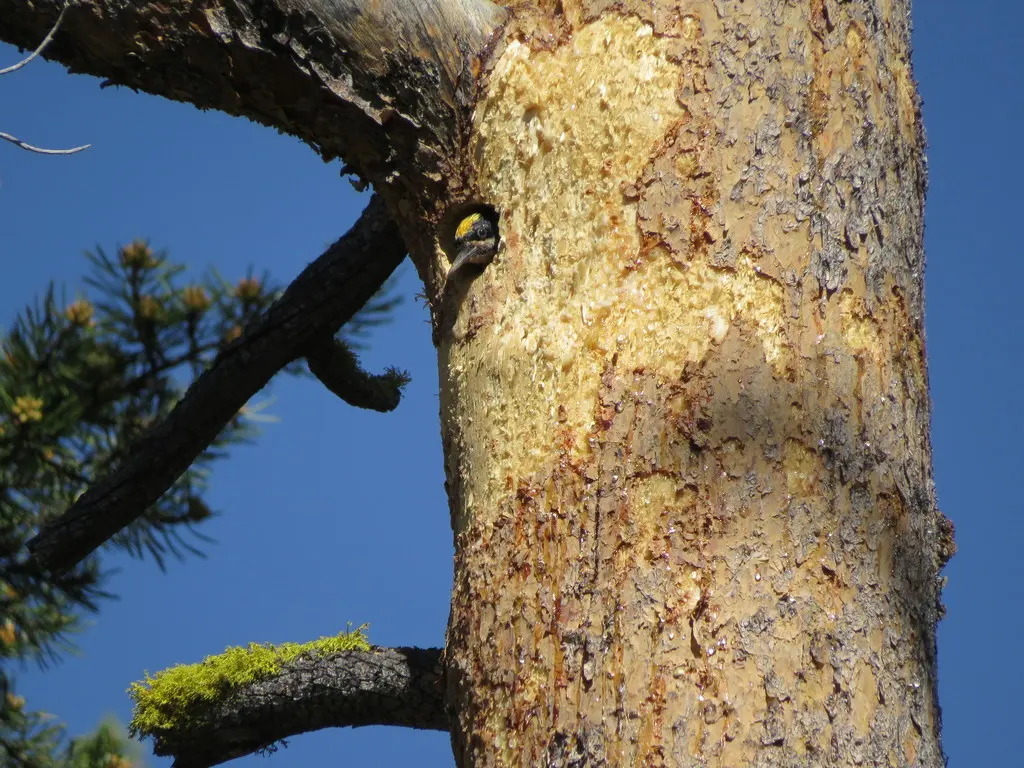 黑背三趾啄木鸟(Picoides arcticus)