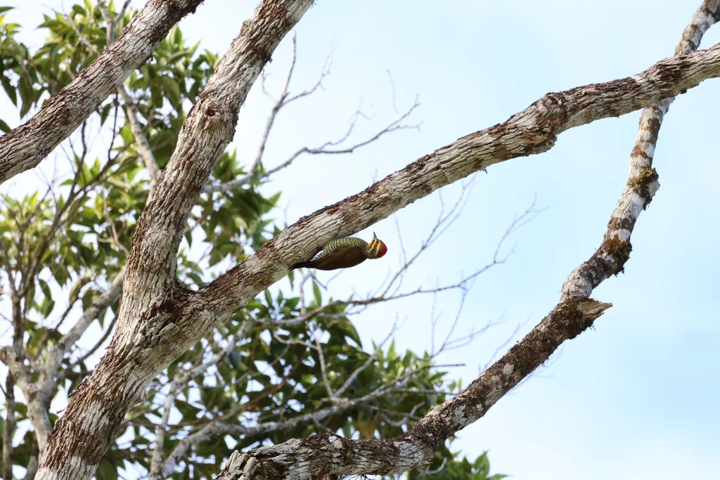 白眉啄木鸟（Piculus aurulentus）