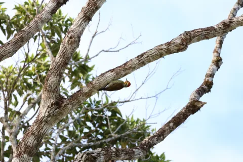 白眉啄木鸟