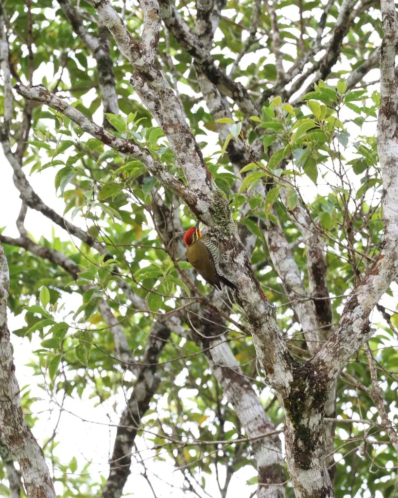 白眉啄木鸟（Piculus aurulentus）