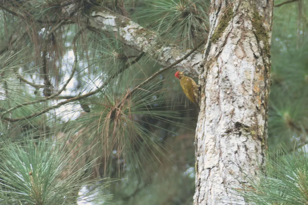 纹颊啄木鸟(Piculus callopterus)