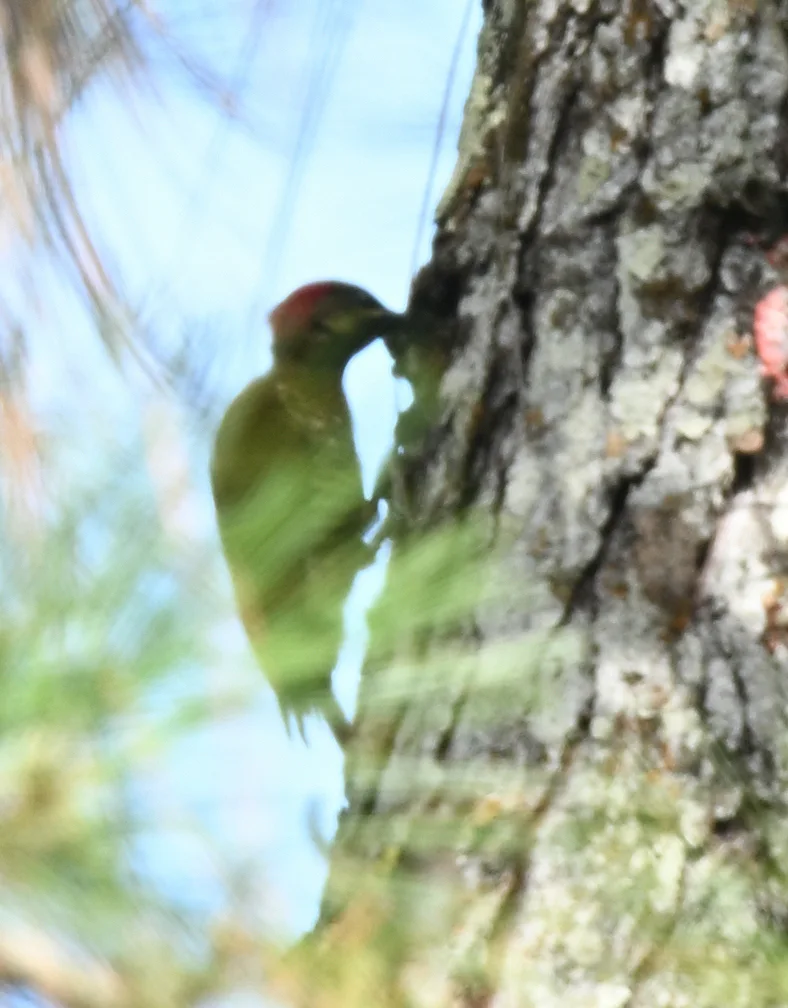 纹颊啄木鸟(Piculus callopterus)
