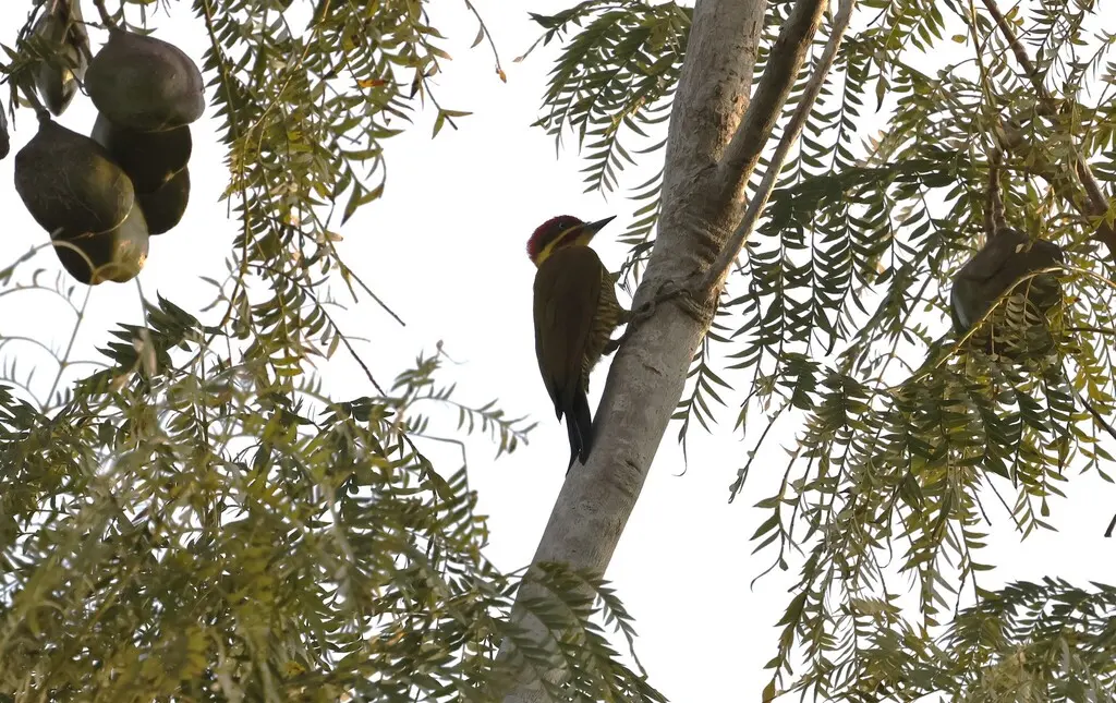 黄绿啄木鸟(Piculus chrysochloros)