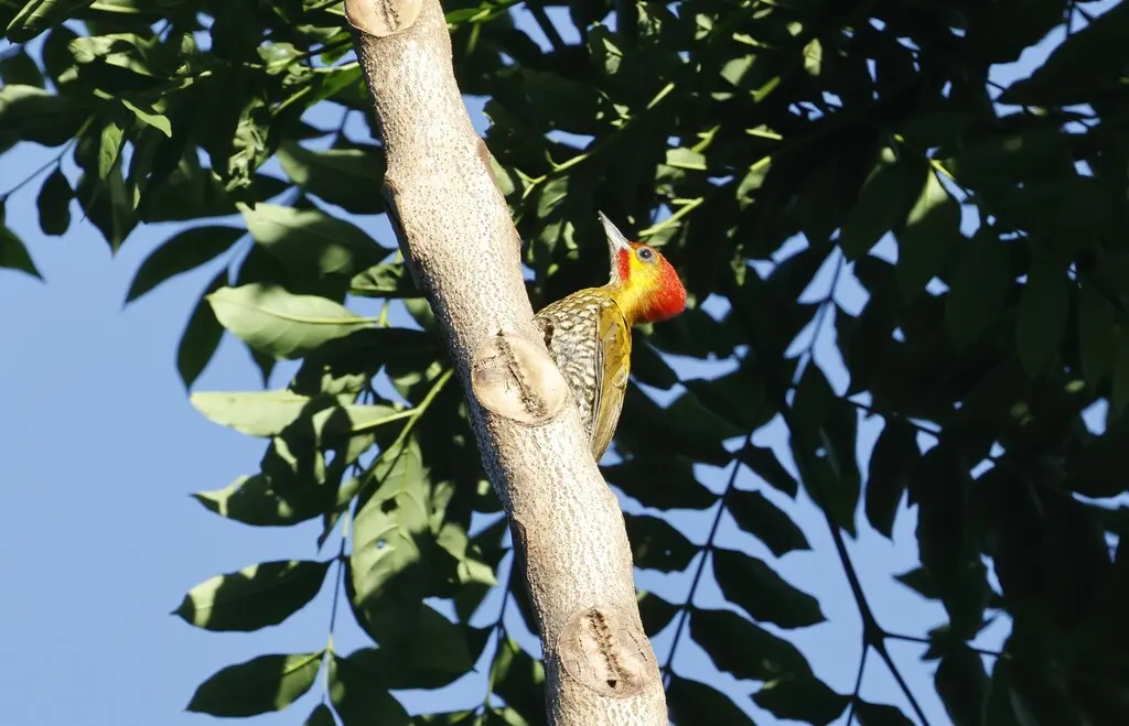 白喉啄木鸟(Piculus leucolaemus)