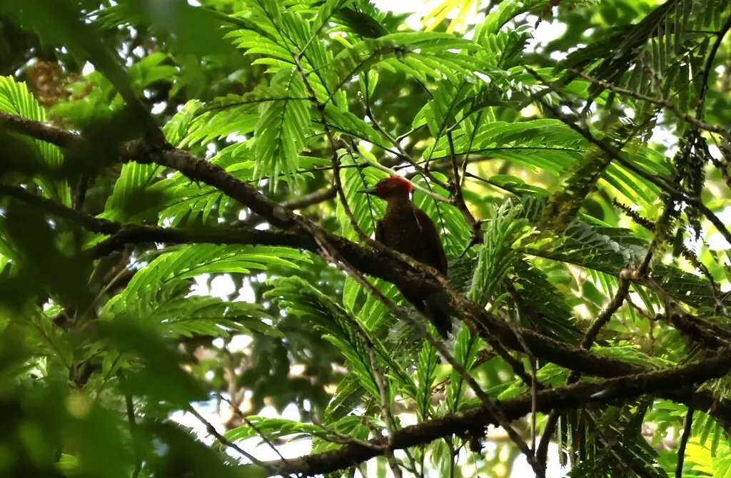 棕翅啄木鸟(Piculus simplex)
