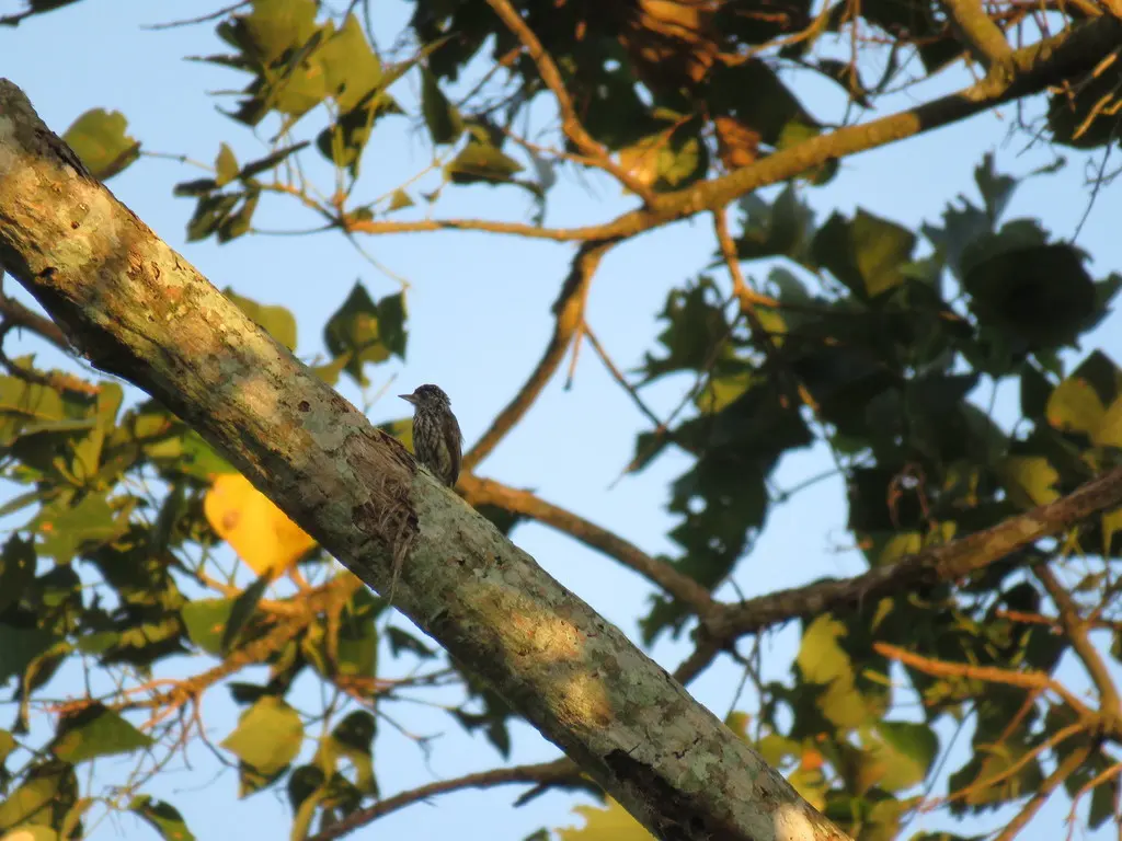 白尾姬啄木鸟（Picumnus albosquamatus）