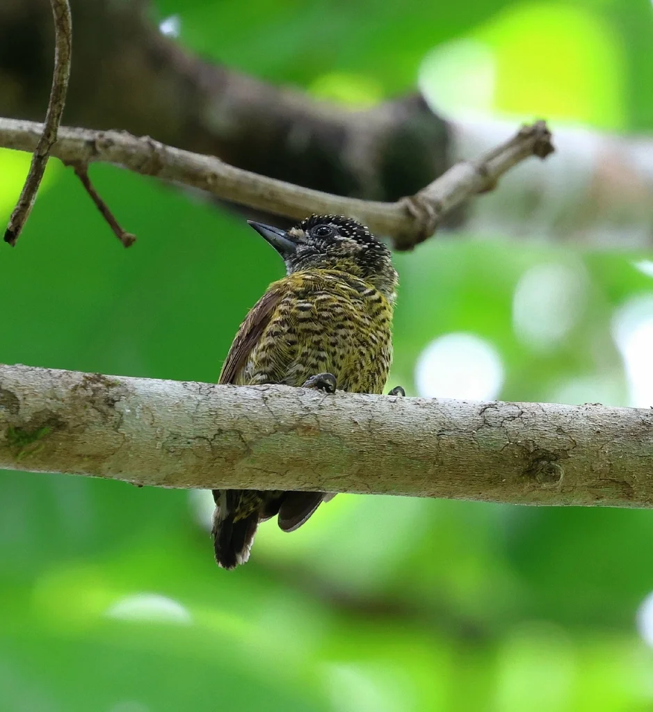 亮丽姬啄木鸟(Picumnus exilis)
