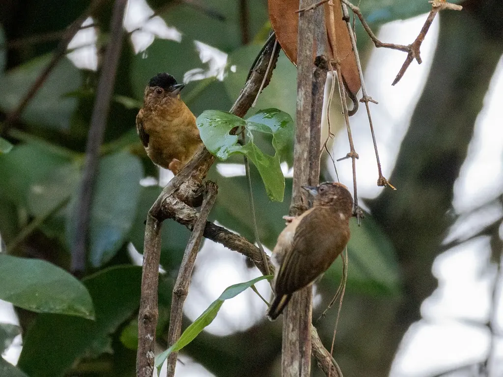锈颈姬啄木鸟(Picumnus fuscus)