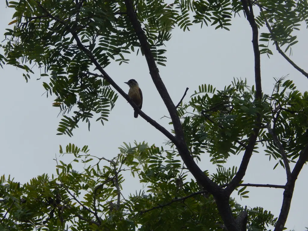 赭色姬啄木鸟(Picumnus limae)