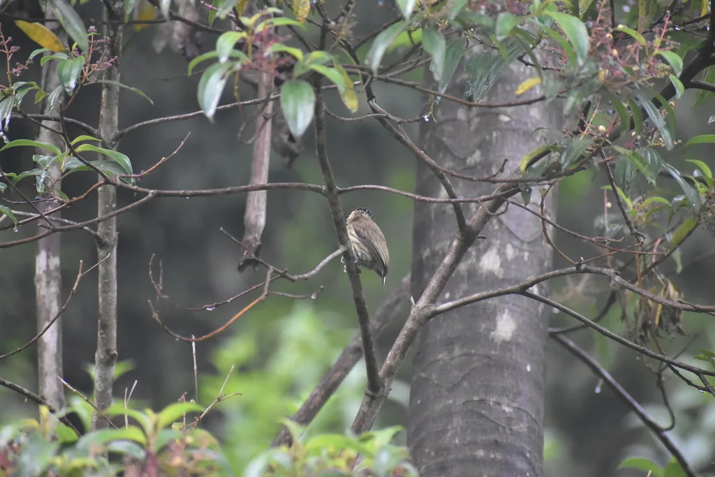 暗绿姬啄木鸟（Picumnus olivaceus）