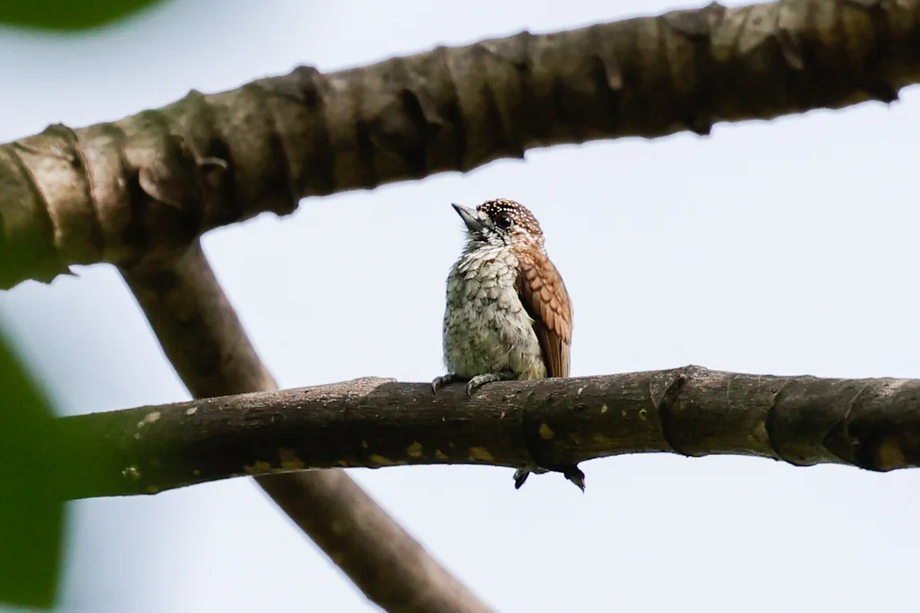 鳞斑姬啄木鸟（Picumnus squamulatus）